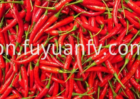 Chaotian Chili 3